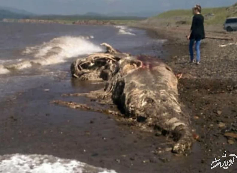 عجیب ترین موجوداتی که در سواحل دریاها کشف شدند